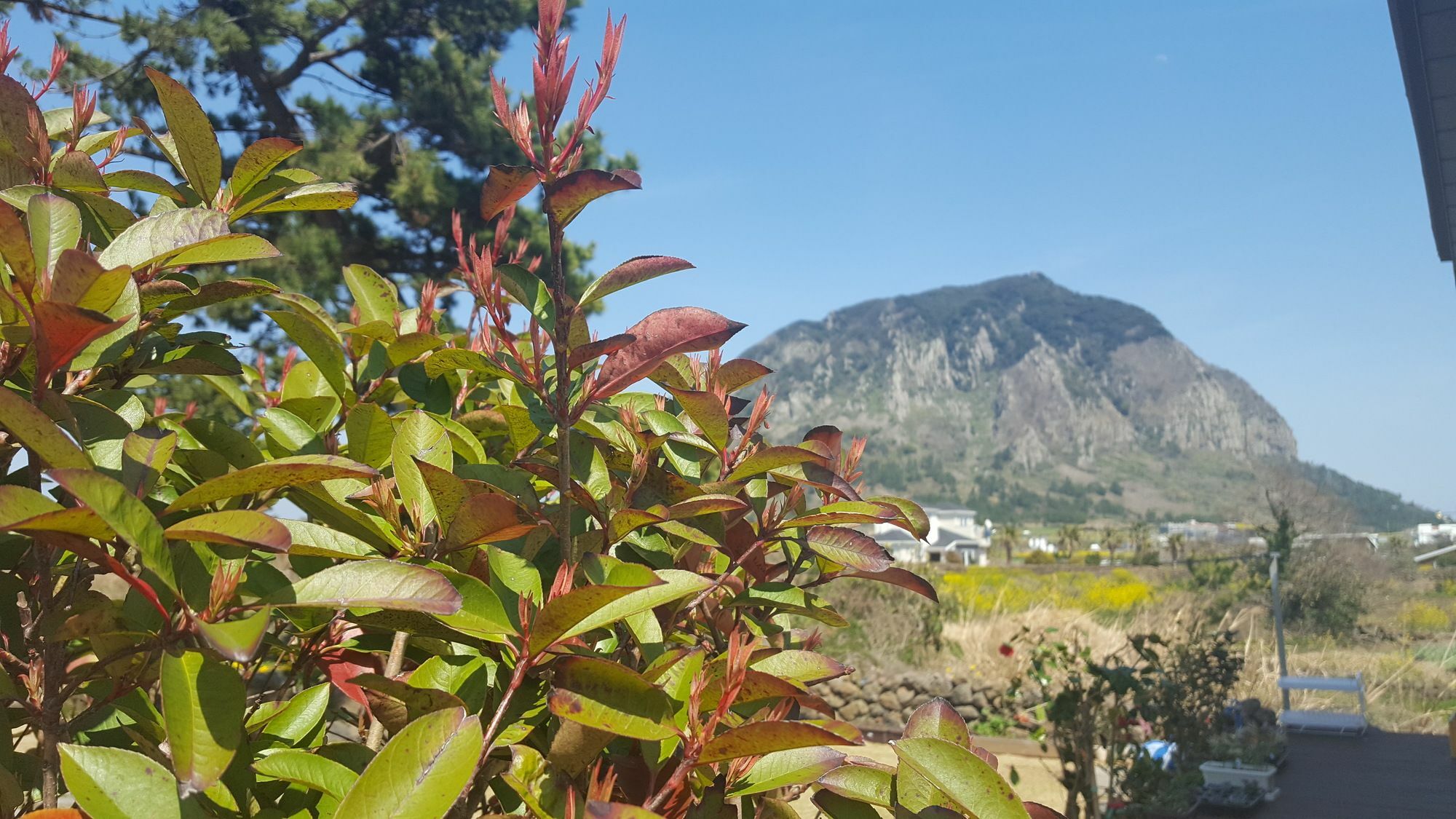 Wind Jeju Cafe & Pension Seogwipo Luaran gambar